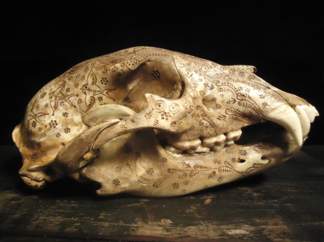 bear-skull-by-jason-borders