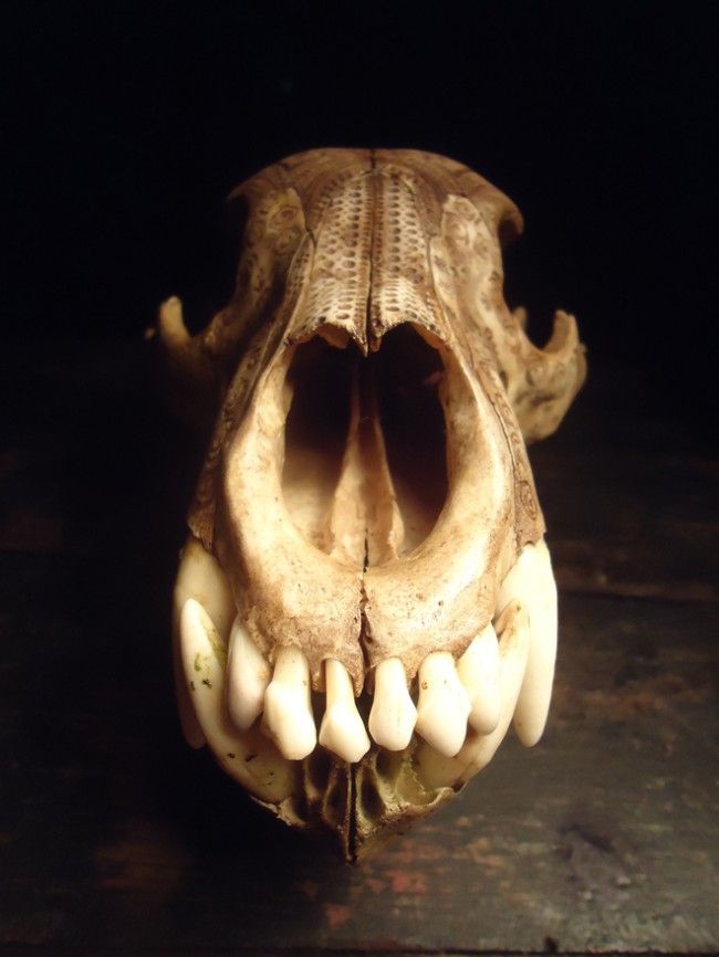 bear-skull-teeth-relief-2014