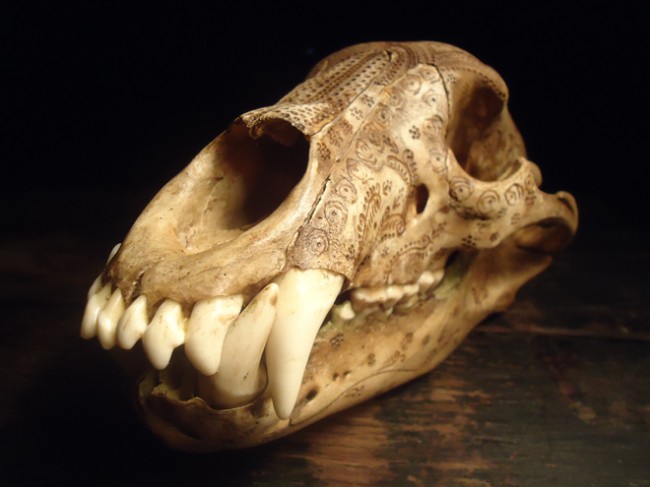carved-bear-skull-jason-borders