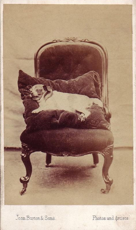 victorian-post-mortem-photography-dogs-terrier-cushion-chair-taphophilia