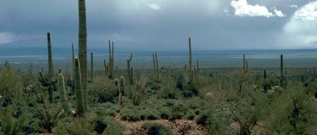 Weirdest-Deaths-Saguaro-Cactus