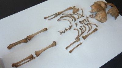 infant_skeleton