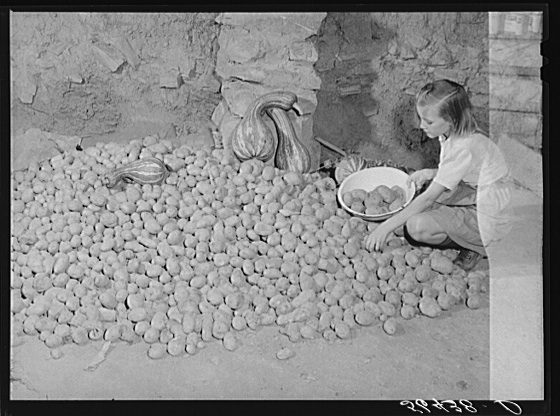 Calahan’s little girl getting some of the potatoes out of the cellar of their new home. These are grown on their farm. Southern Appalachian Project near Barbourville, Knox County, Kentucky Creator(s): Wolcott, Marion Post, 1910-1990, photographer Date Created/Published: 1940 Nov.