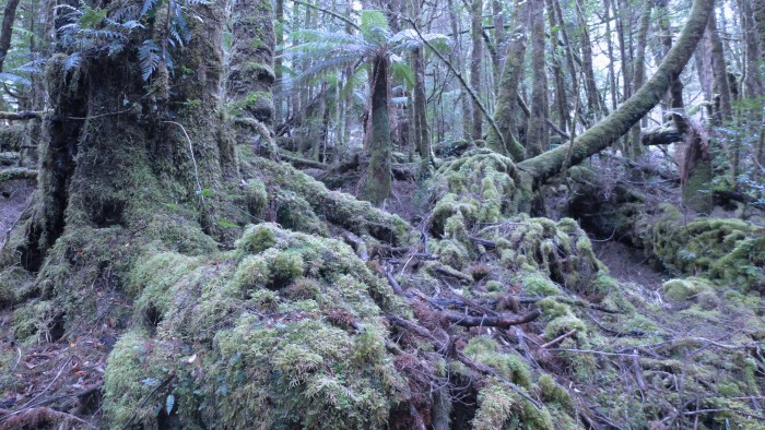Cool_Temperate_Rainforest,_Creepy_Crawley_Nature_Trail,_Tasmania,_March_2015 edit