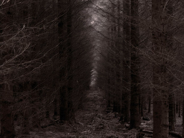 eerie-encounters-forest-shadow